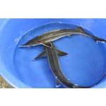 Jeseter malý - Acipenser ruthenus (25-28cm)