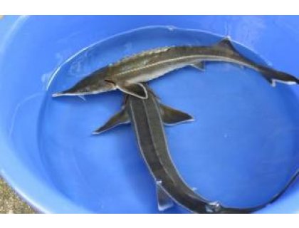 Jeseter malý - Acipenser ruthenus (25-28cm)