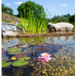 Home pond Fosfoff pond - vyvazuje fosfor z vody (1kg na 20m3)