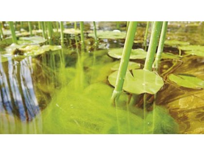 Kyslíkový čistič - odstraňuje vláknitou řasu (1kg na 20-50m3)