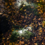 Home pond Super pond - odstraňuje všechny druhy řas (100g na 5m3)