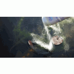 Oase Algo Direct - odstraňuje vláknitou řasu (500ml na 10m3)