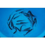 Ostroretka stěhovavá - Chondrostoma nasus (10-12cm)