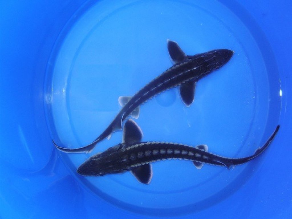 Jeseter ruský - Acipenser gueldenstaedti (100-120cm)