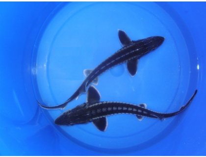 Jeseter ruský - Acipenser gueldenstaedti (100-120cm)