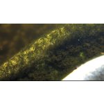 Tripond Peroxyd-odstraňuje vláknitou řasu (1kg na 20-50m3)