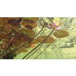 Tripond Peroxyd-odstraňuje vláknitou řasu (10kg na 200-500m3)