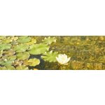 Evolution Aqua Pure Pond Black Balls bacterials - startovací a čistící bakterie pro bio-rovnováhu ve filtru a jezírku (500ml na 10-50m3)