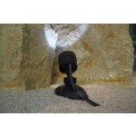 Pontec PondoStar LED set 6 (jezírkové LED osvětlení)