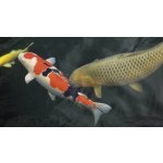 Oase Bitron Premium 180W UV-C lampa (na 100m3)