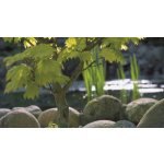 Oase PE plastové oválné jezírko (500L)