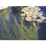 Odstranění vláknité řasy