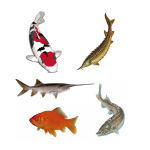 KOI, jeseteři, ostatní okrasné ryby