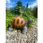 Želva velká (polyston)