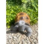 Želva velká (polyston)