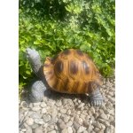 Želva velká (polyston)