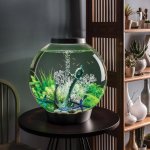 Oase biOrb mořské hvězdice modré