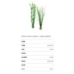 Oase biOrb set rostlin zelené L