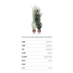 Oase biOrb set rostlin Ambulie šedo-zelená M