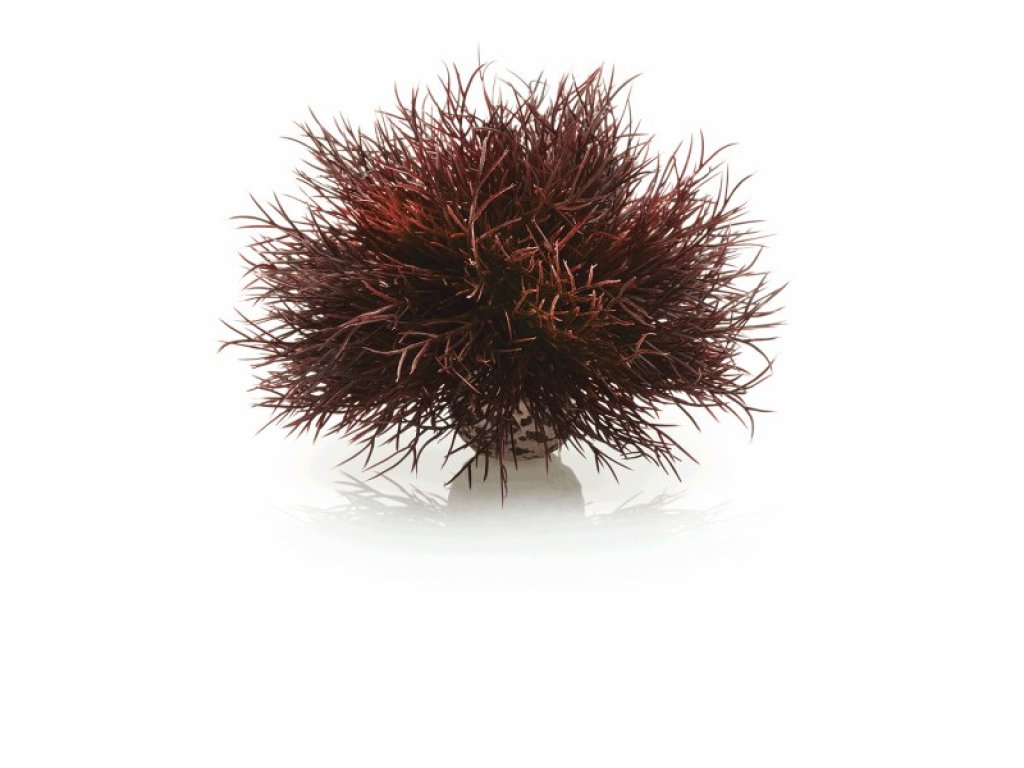 Oase biOrb vodní ozdobná tráva červená