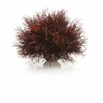 Oase biOrb vodní ozdobná tráva červená