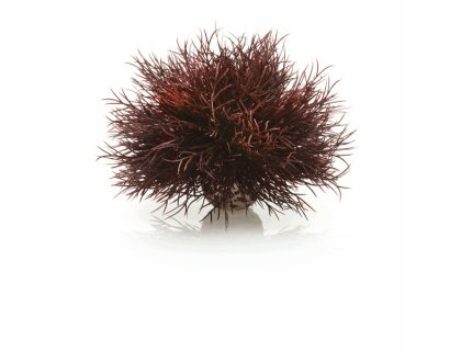 Oase biOrb vodní ozdobná tráva červená