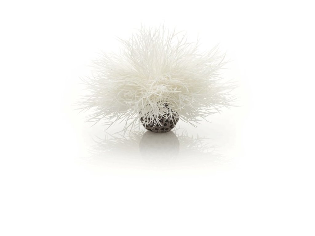 Oase biOrb vodní ozdobná tráva bílá