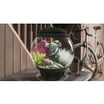 Oase biOrb rostlina karmínová M