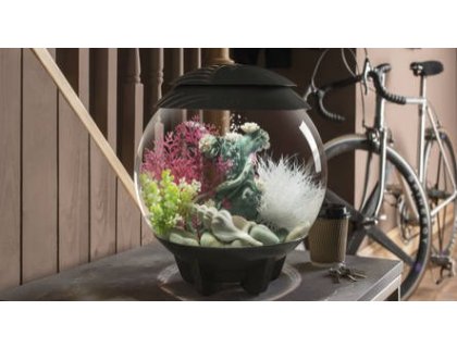 Oase biOrb rostlina karmínová M