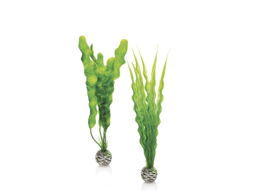 Oase biOrb set rostlin zelené M