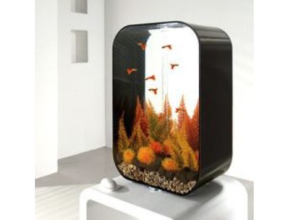 Oase biOrb vodní ozdobná tráva oranžová