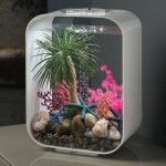 Oase biOrb palma Seychely M