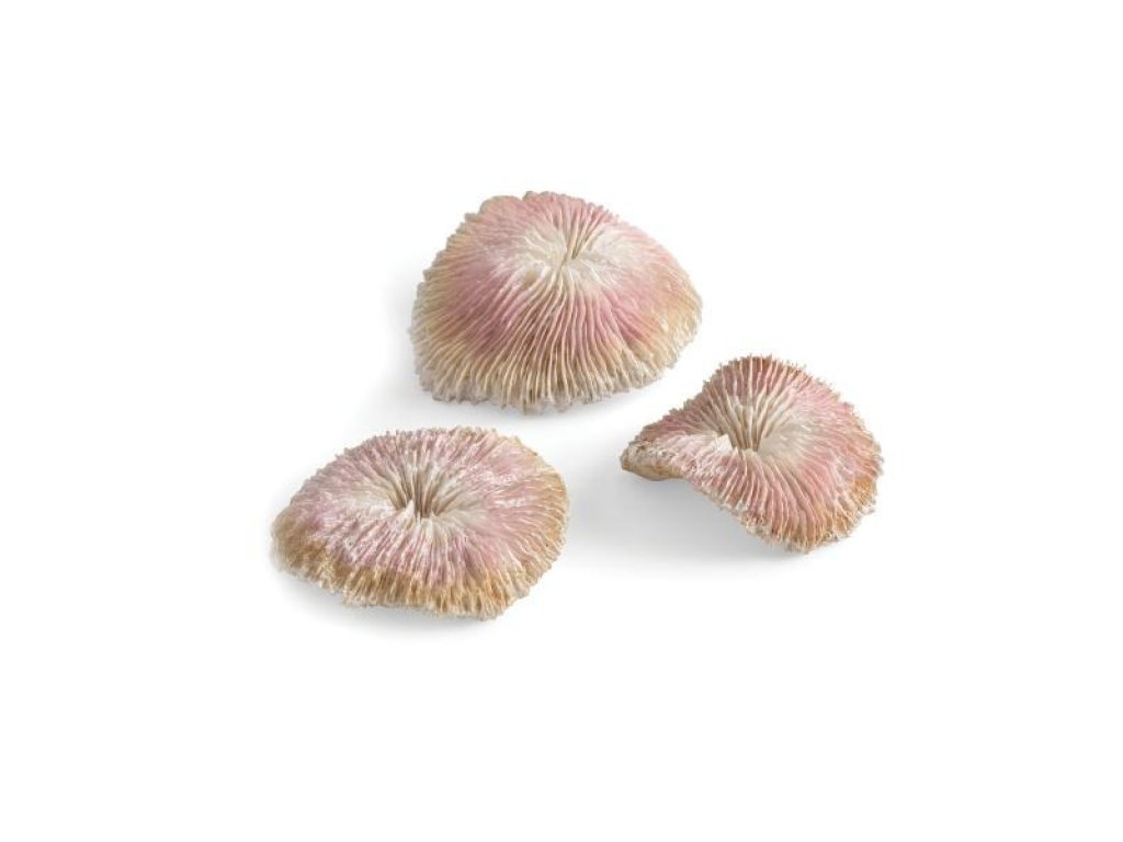 Oase biOrb plate korálová sada