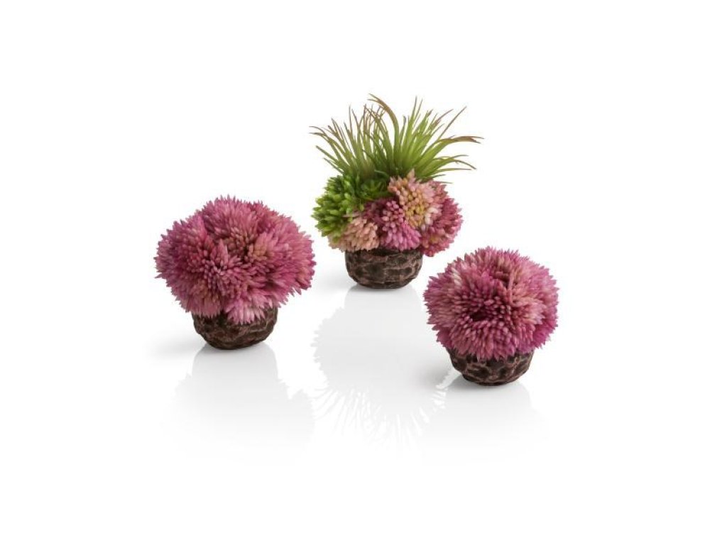 Oase biOrb dekorace set koralová koule fialová