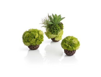 Oase biOrb dekorace set koralová koule zelená