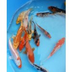 KOI kapr - Cyprinus carpio koi (do 22cm)