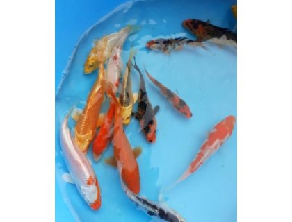 KOI kapr - Cyprinus carpio koi (do 22cm)