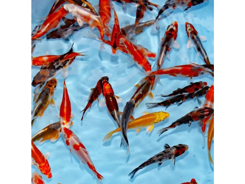 KOI kapr - Cyprinus carpio koi (do 15cm)