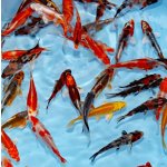 KOI kapr - Cyprinus carpio koi (do 15cm)
