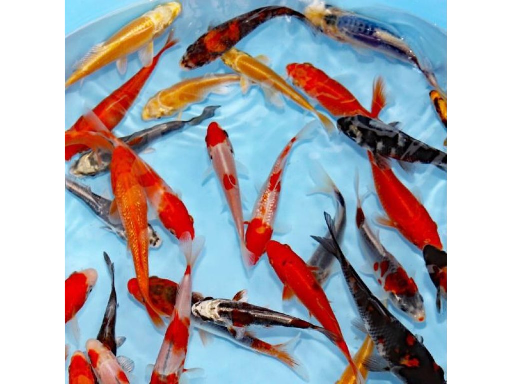 KOI kapr - Cyprinus carpio koi (do 20cm)