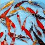 KOI kapr - Cyprinus carpio koi (do 20cm)