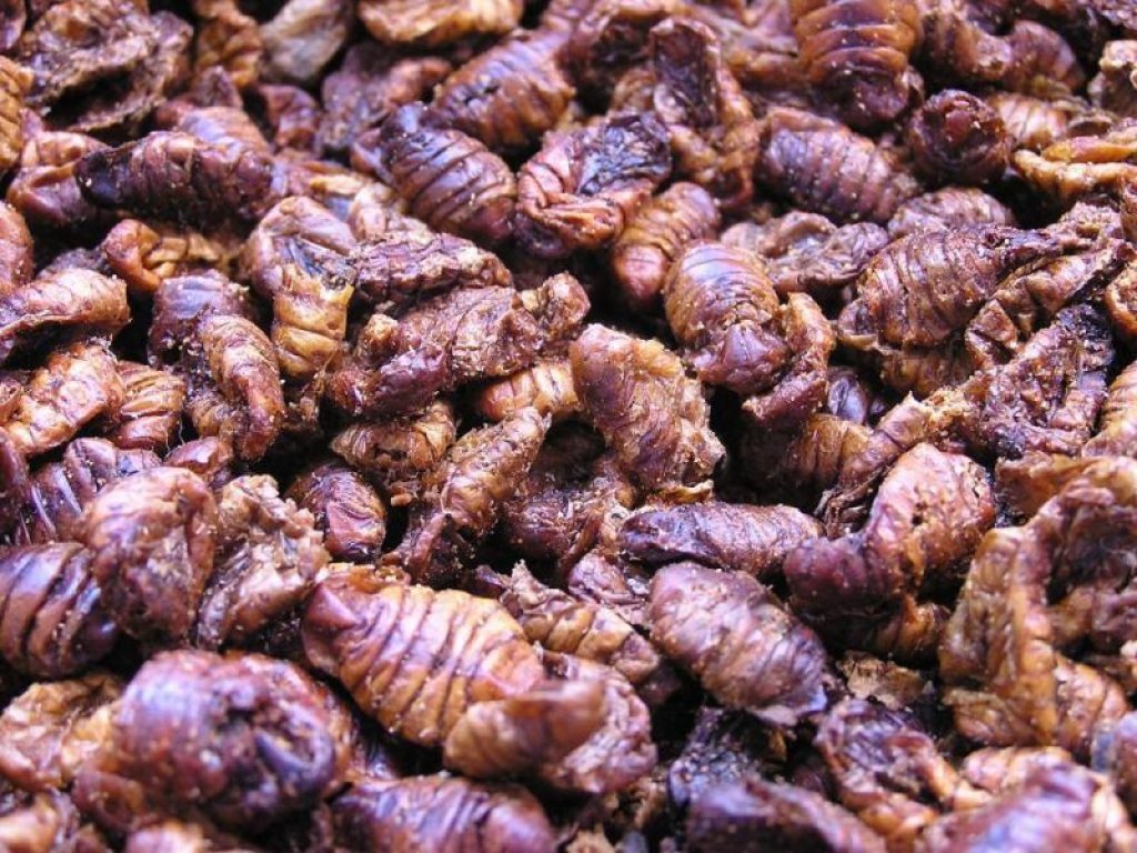 Sušené Larvy bource morušového 5 l (1300g)