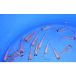 Jesen tygrovaný - Leuciscus idus tygr (9-11cm)