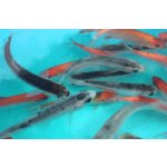 Jesen tygrovaný - Leuciscus idus tygr (9-11cm)