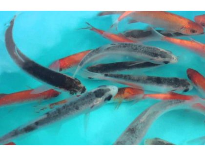 Jesen tygrovaný - Leuciscus idus tygr (9-11cm)