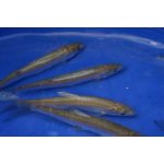 Ostroretka stěhovavá - Chondrostoma nasus (16-19cm)