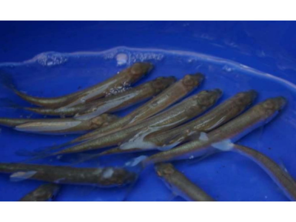 Ostroretka stěhovavá - Chondrostoma nasus (16-19cm)