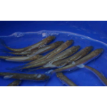 Ostroretka stěhovavá - Chondrostoma nasus (16-19cm)