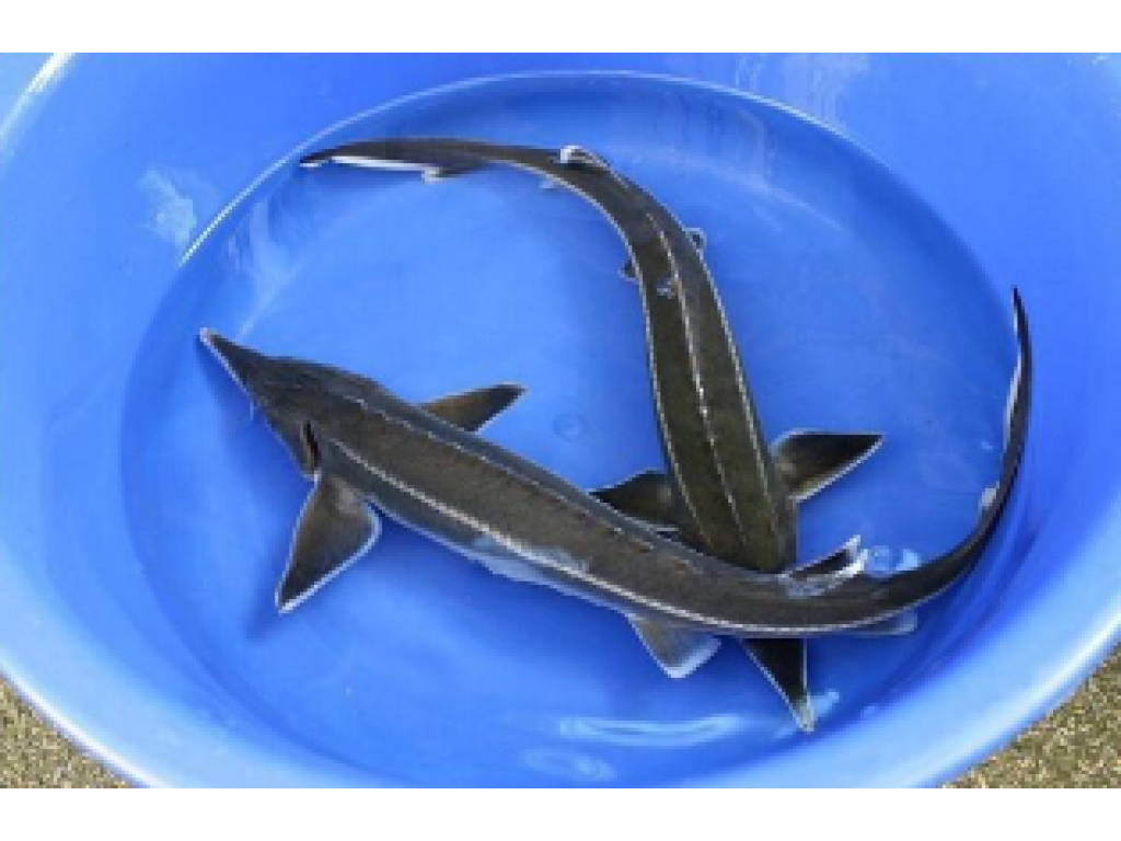 Jeseter malý - Acipenser ruthenus (25-30cm)