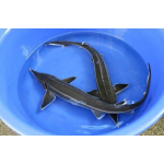 Jeseter malý - Acipenser ruthenus (25-30cm)